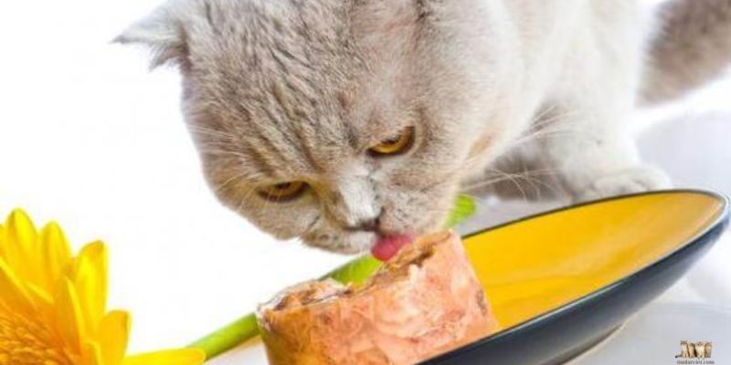 Introduction to Make Pate for Cat