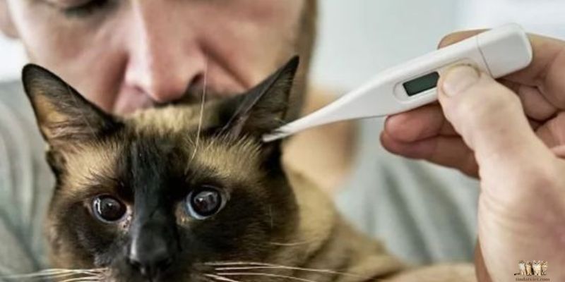 Signs That Your Cat Is About to Die