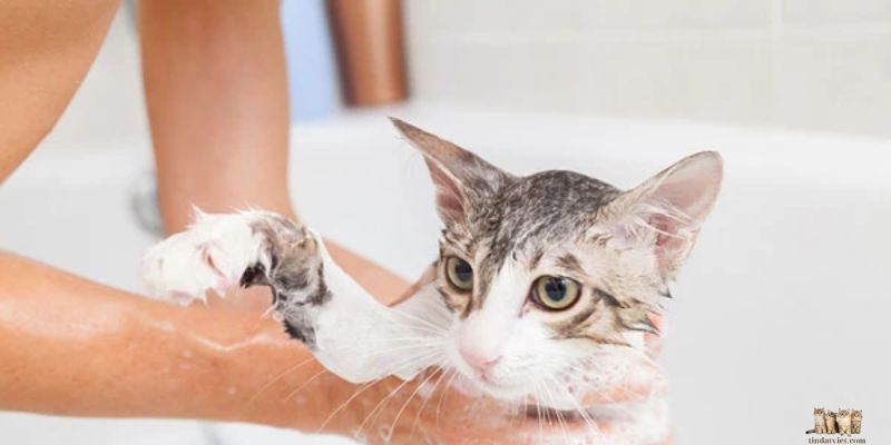 How to Bathe a 1-Month-Old Kitten: A Comprehensive Guide