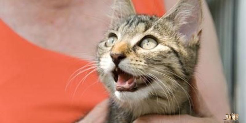 Understanding and Addressing Strange Noises in Cats