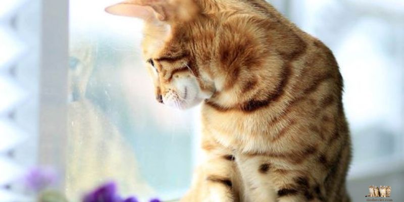 Causes of Hyperactivity in Cats