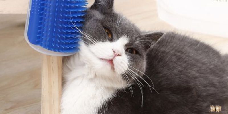 When should you shave your cat?