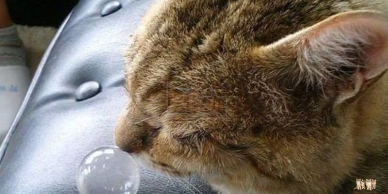 Understanding and Treating Runny Noses in Cats