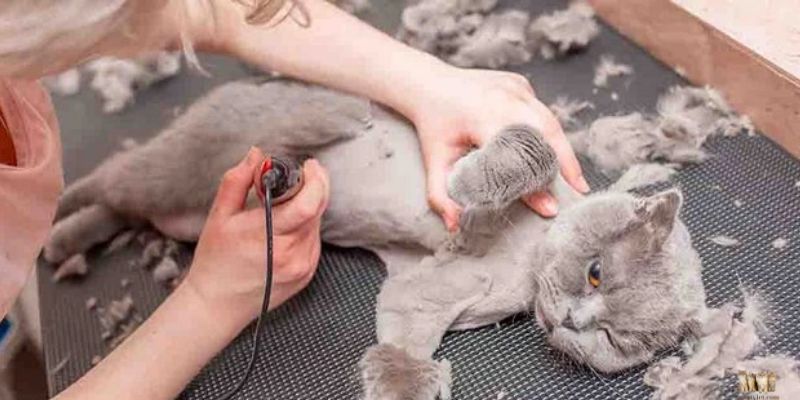 How to Shave a Cat Safely