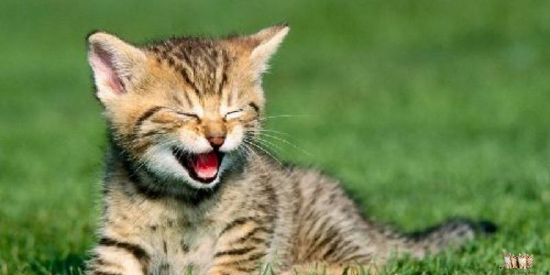 Possible Reasons for Strange Noises in Cats