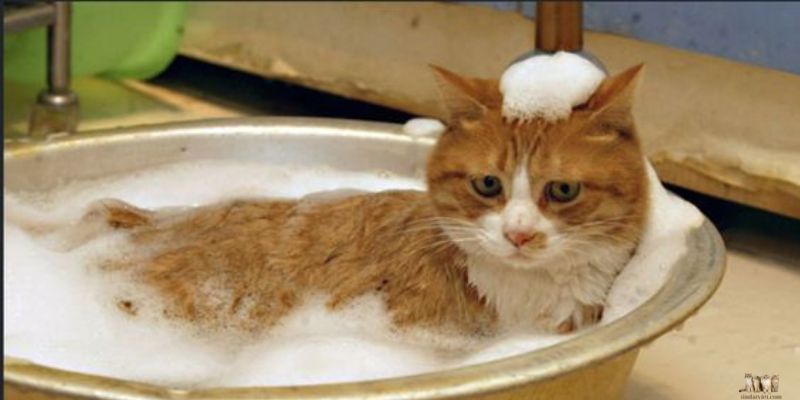 How to Bathe Your Cat