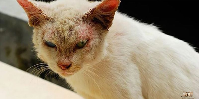 Diagnosing Dermatitis in Cats