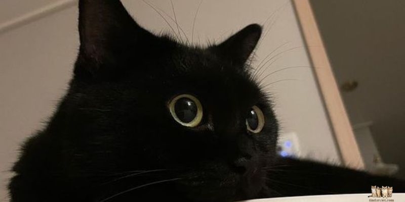 Is It Good to Raise a Black Cat?