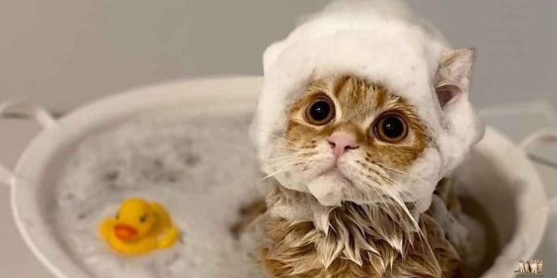 Popular Shower Gel Brands for Cats