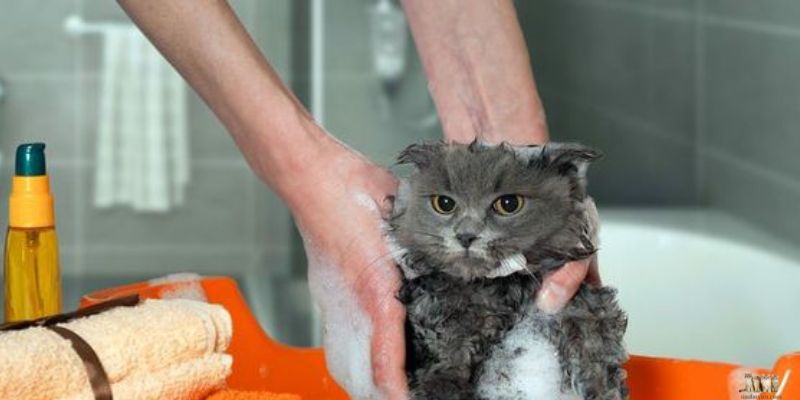 A Comprehensive Guide to Shower Gel for Cats