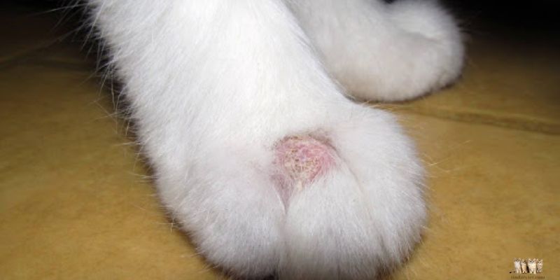 Preventing Dermatitis in Cats