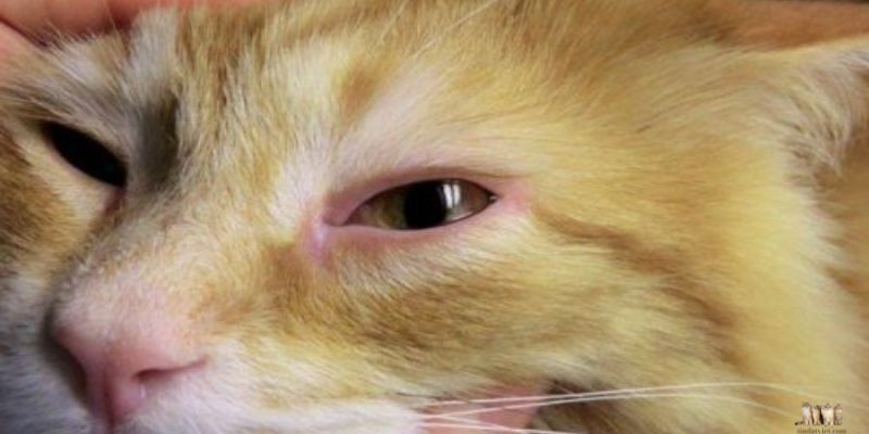 Preventing Sore Eyes in Cats