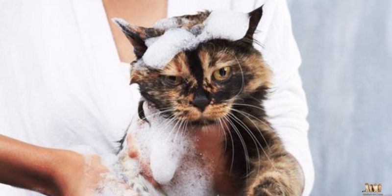 Why Use Shower Gel for Cats?