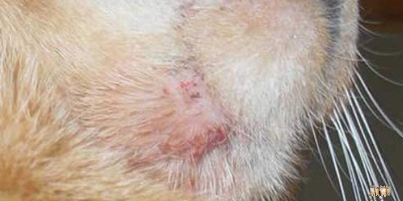 Understanding Dermatitis in Cats