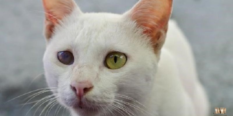 Diagnosing Eye Problems in Cats