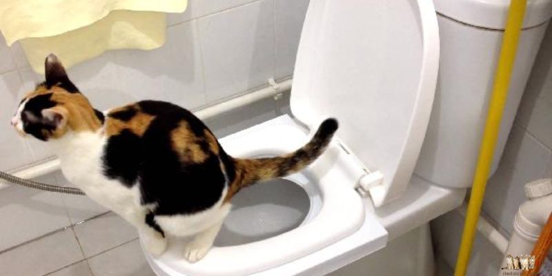 How to Teach Your Cat to Use the Toilet