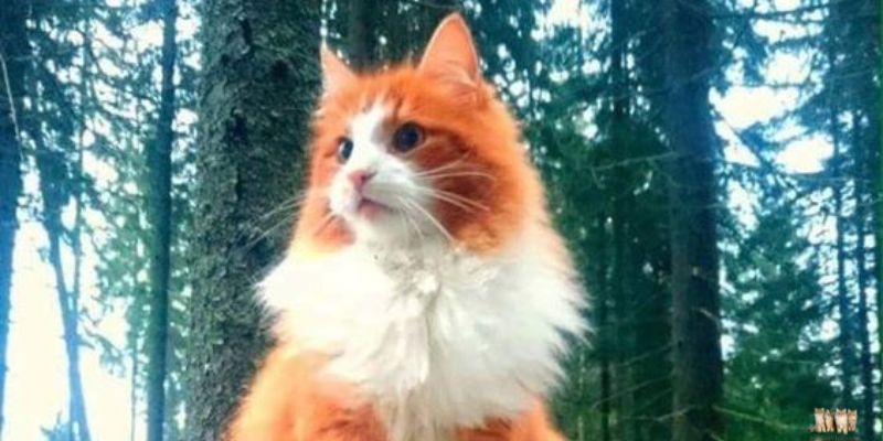 Norwegian Forest Cats as Pets