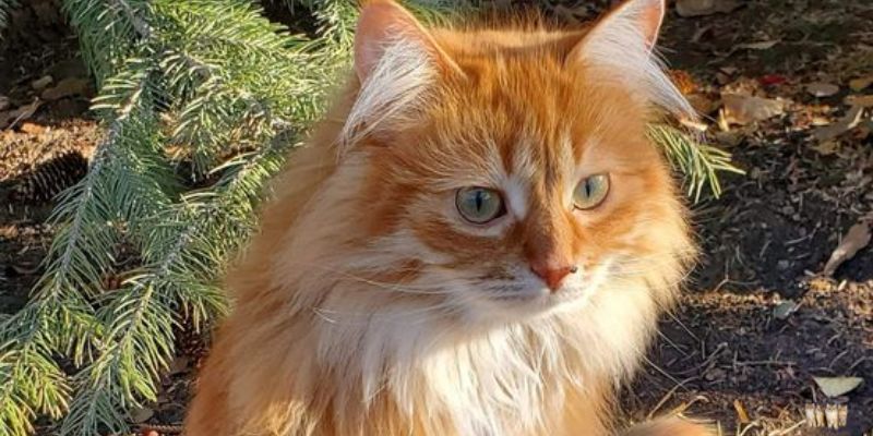 History and Origin Norwegian Forest Cat