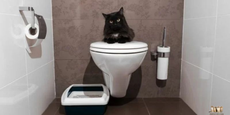 How to Teach Your Cat to Use the Toilet