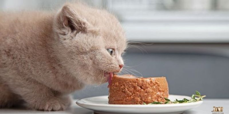 Benefits of Homemade Pate for Cats