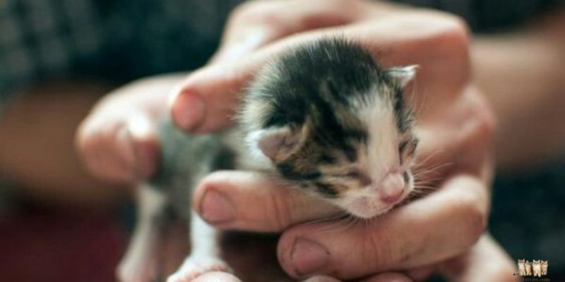 Understanding a Kitten's Nutritional Needs