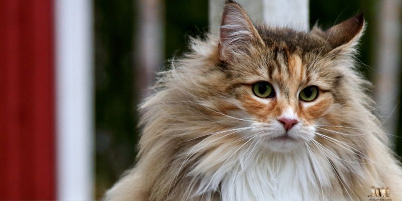 norwegian forest cat