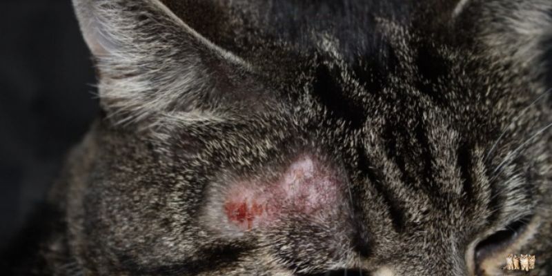 Understanding Fungal Diseases in Cats