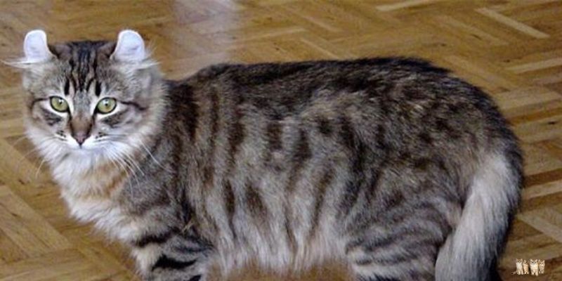 The American Curly-Eared Cat: A Unique and Charming Feline