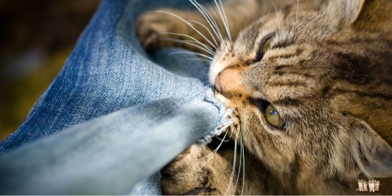 Causes of Sudden Aggression in Cats