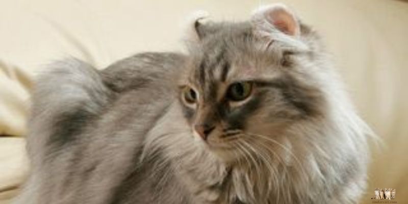 Personality and Temperament American Curly-Eared Cat