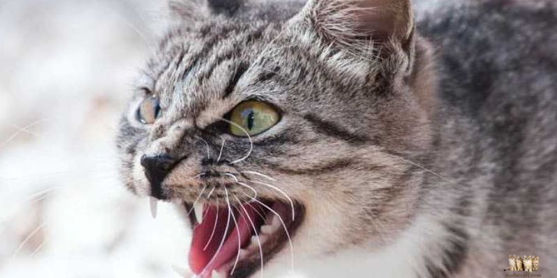 The Cat is Suddenly Aggressive: Understanding and Addressing Sudden Aggression in Cats