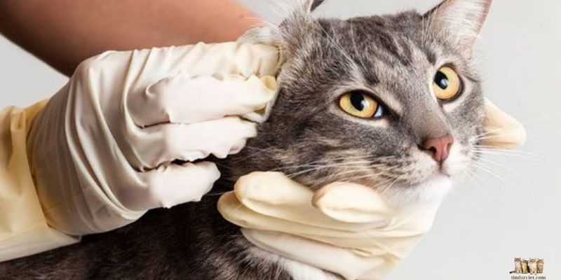 Cat Fur is Clumpy: Causes, Prevention, and Treatment