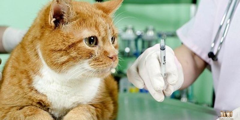 Vaccinate Cats: Protecting Your Feline Friends