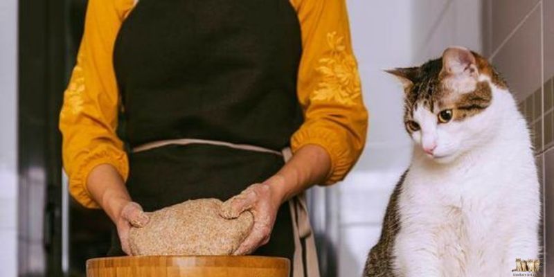 Step-by-Step Instructions to Make Cat Pate