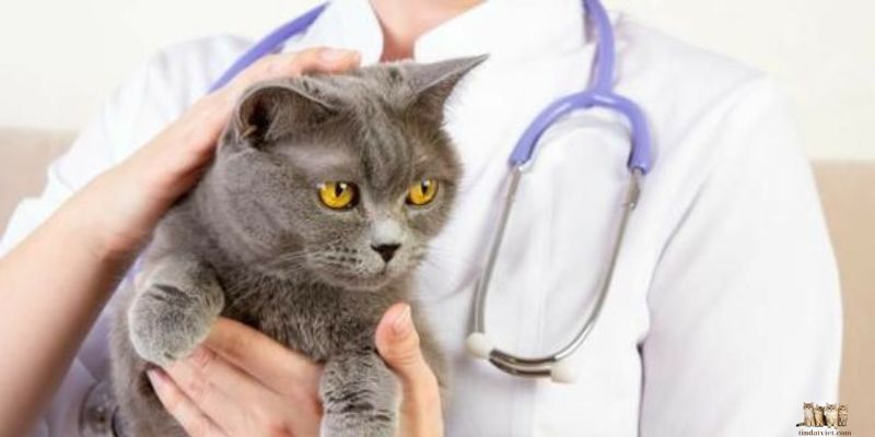 Signs That Your Cat Is About to Die