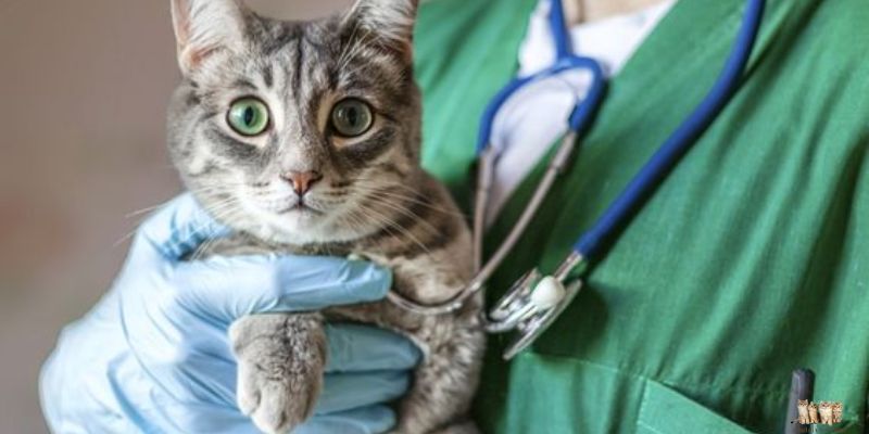 Understanding Cat Vaccines