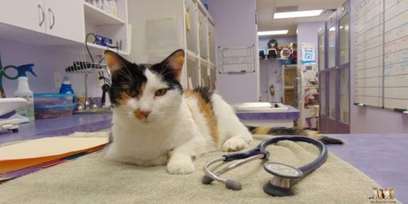 Neutering female cats