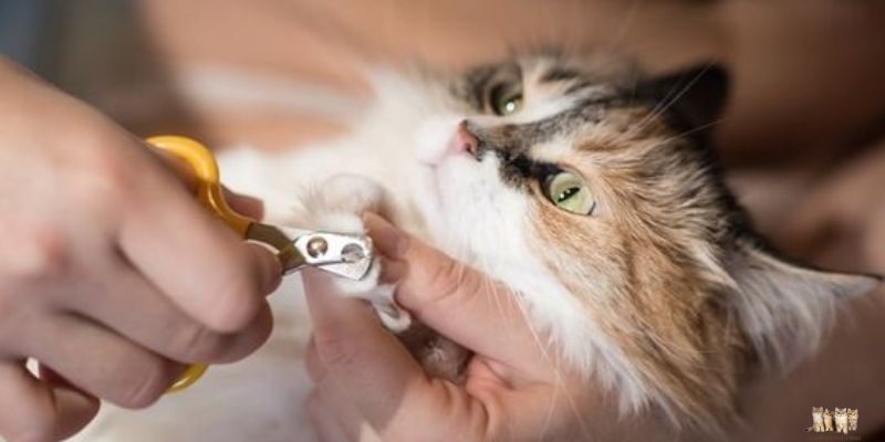 How to Cut Your Cat's Nails: A Comprehensive Guide