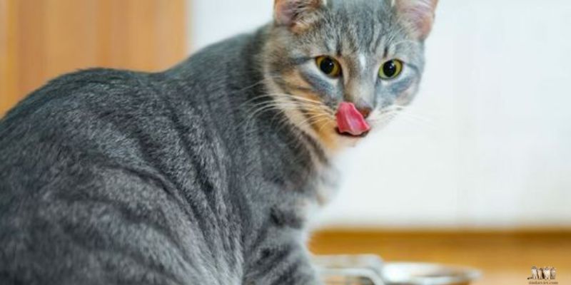 Tips for Making the Perfect Cat Pate