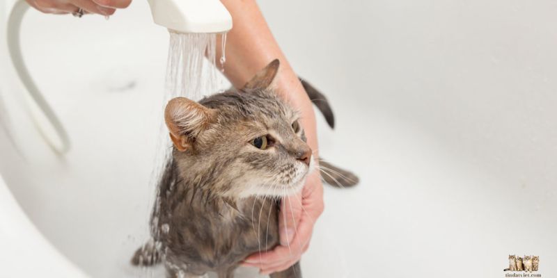 Steps to Bathe a 1-Month-Old Kitten