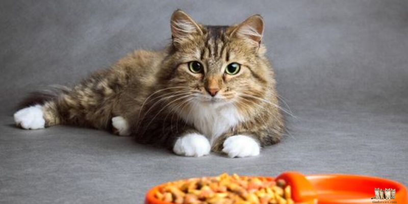 Digestive Enzymes for Cats: A Comprehensive Guide