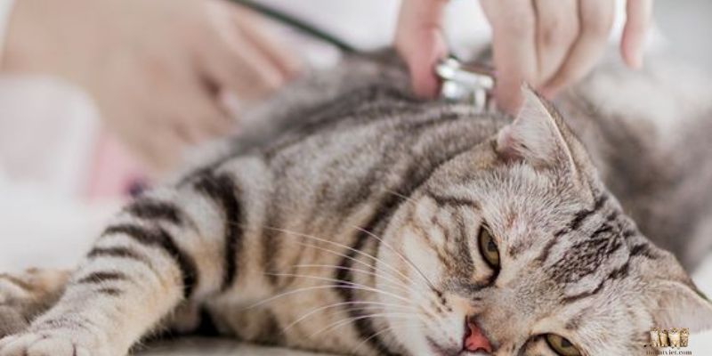 Signs That Your Cat Is Stressed: Understanding and Addressing Feline Anxiety