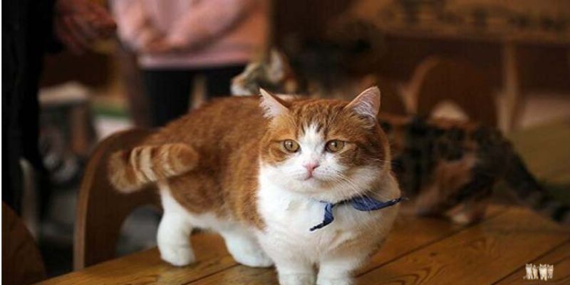 The Fascinating World of the Short-Legged Munchkin Cat