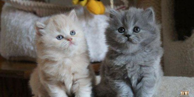 Long-Haired Russian Cat: The Majestic Beauty of Siberia