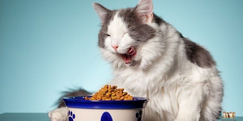 Understanding Your Cat's Nutritional Needs