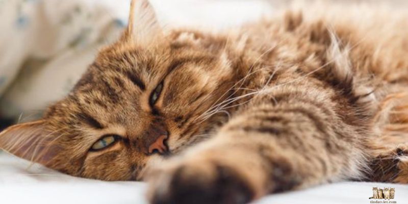 Understanding Cat Stress