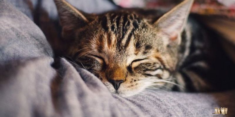 How to Alleviate Cat Stress