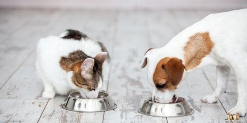 Importance of Digestive Enzymes for Cats