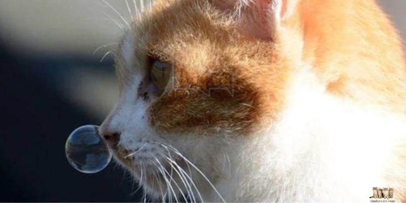 Causes of Runny Noses in Cats