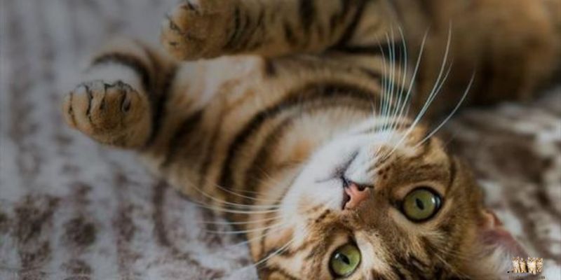 Understanding and Managing Hyperactive Cats